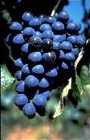 The Syrah Grape